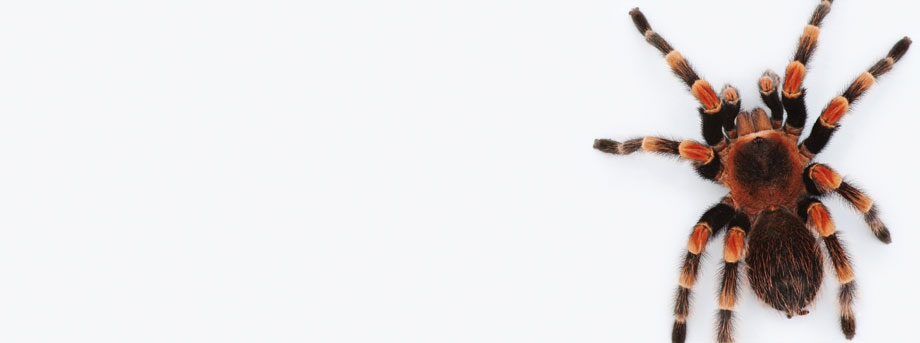 Quick, someone call security!