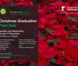 Christmas graduation plant 800×600