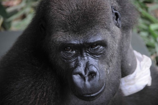 oid gorilla image