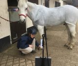 Here is Professor Sarah Freeman teaching an equine bandaging class to final year from home using video in Teams connected via her SurfacePro_